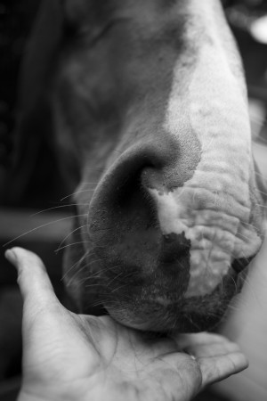 horse eating food out of someone's hand