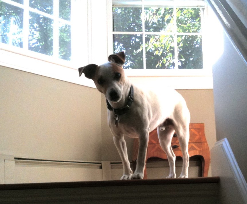 small dog at the top of the stairs