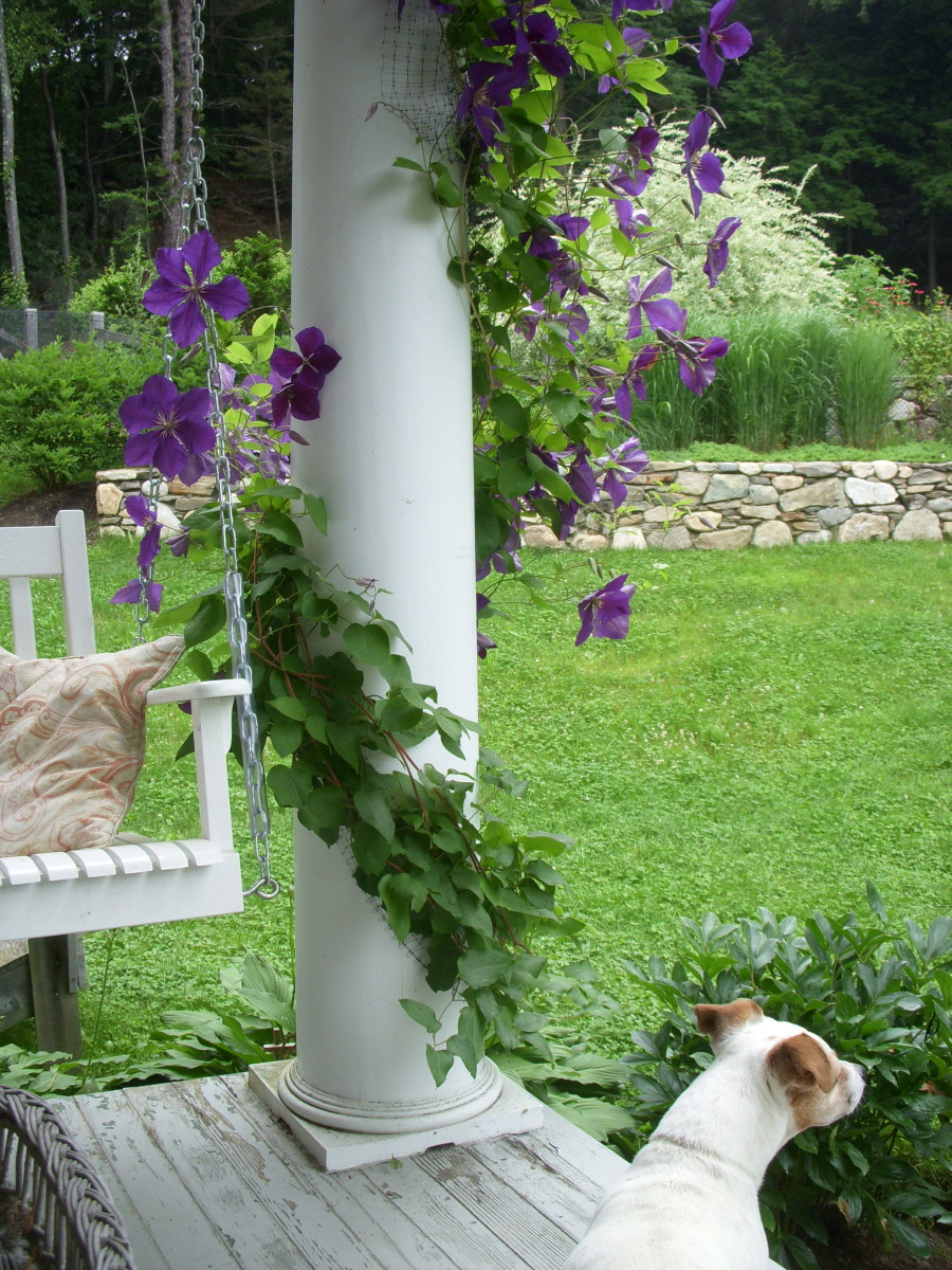 Joan's dog sitting on her porch in summer