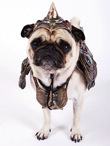 pug with armor on