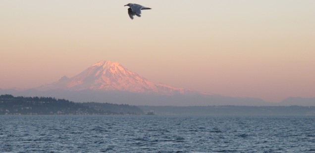 bird flying over the water