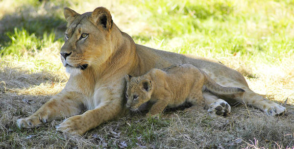 lioness and cub in the shade