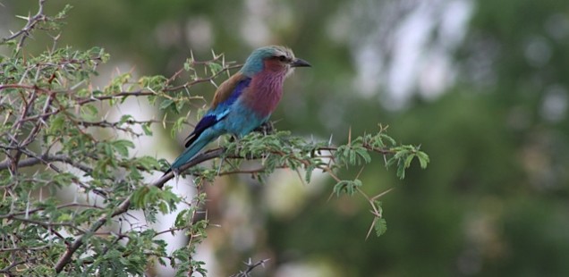multicolored bird in a tree