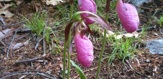 pink flowers in the ground