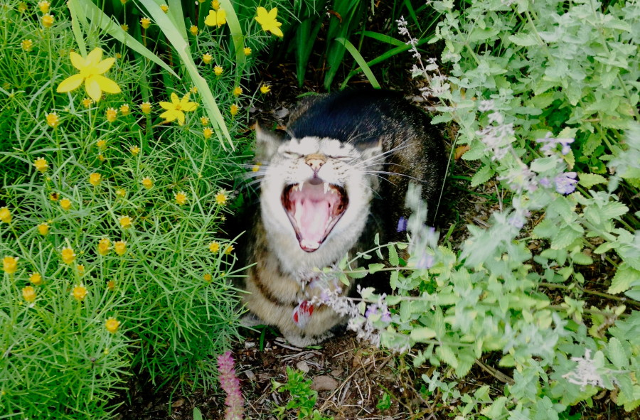 cat yawning in the bushes